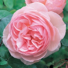 Englische Rose ‘Heritage’ ®