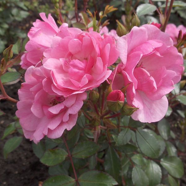 Bodendecker Rose ‘Schöne Dortmunder’®