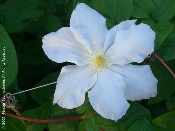 Großblumige Clematis ‘Madame le Coultre’