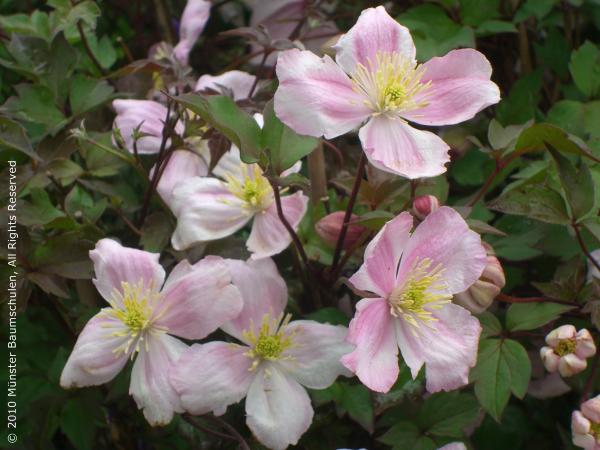 Wildclematis ‘Giant Star’