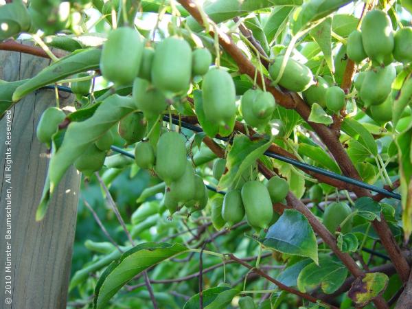 Mini-Kiwi – Strahlengriffel ‘Issai’ (selbstfruchtbar)