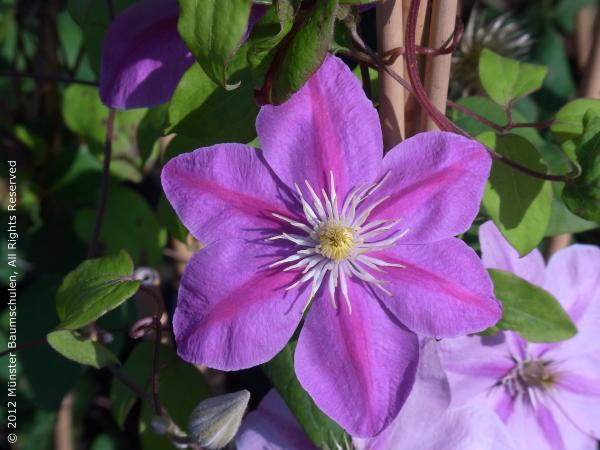 Grossblumige Clematis ‘Alaina’  TM Evipo056 (N)
