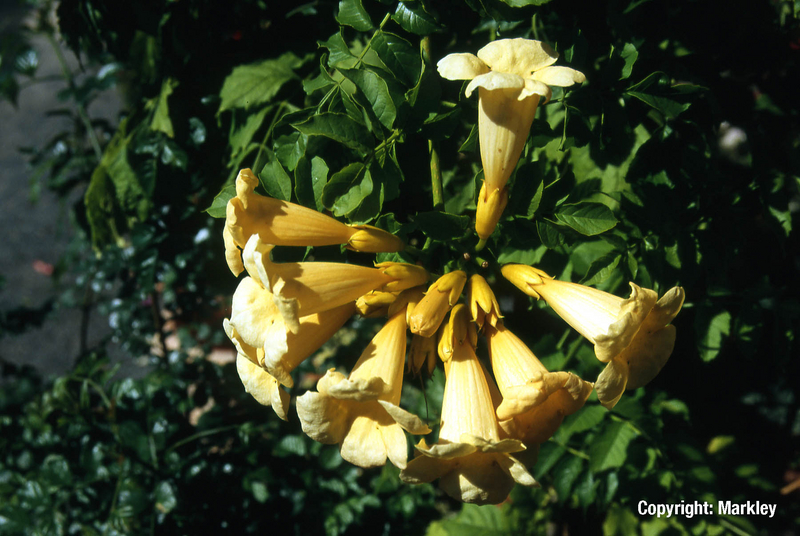 Gelbe Klettertrompete ‘Flava’ (Syn. ‘Yellow Trumpet’)
