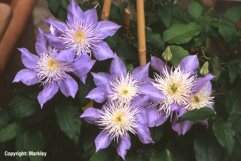 Großblumige Clematis ‘Crystal Fountain’