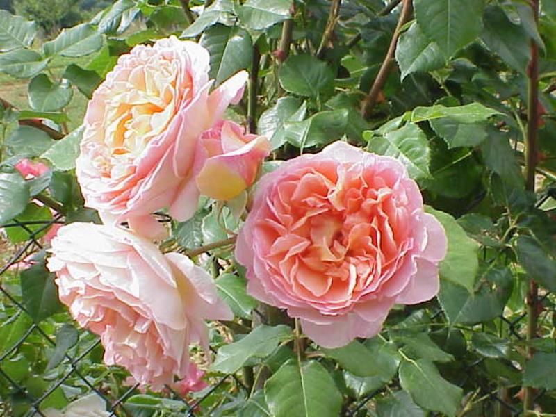 Englische Rose ‘Abraham Darby’ ®