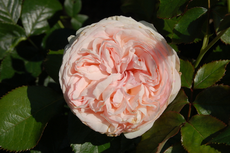 Srauchrose ‘Eden Rose 85® / Pierre de Ronsard®’