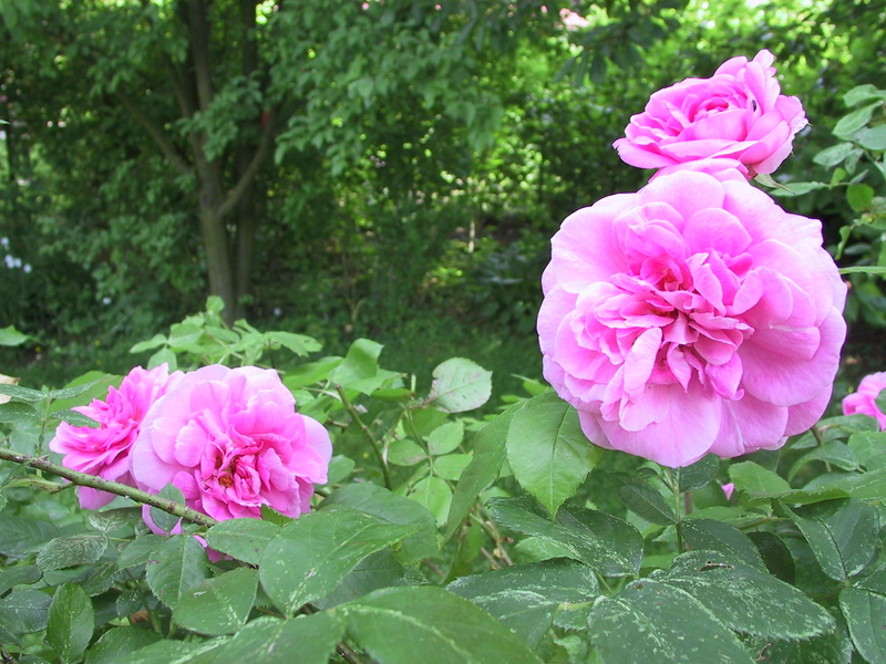 Strauchrose ‘Gertrude Jekyll’ /Englische Rose