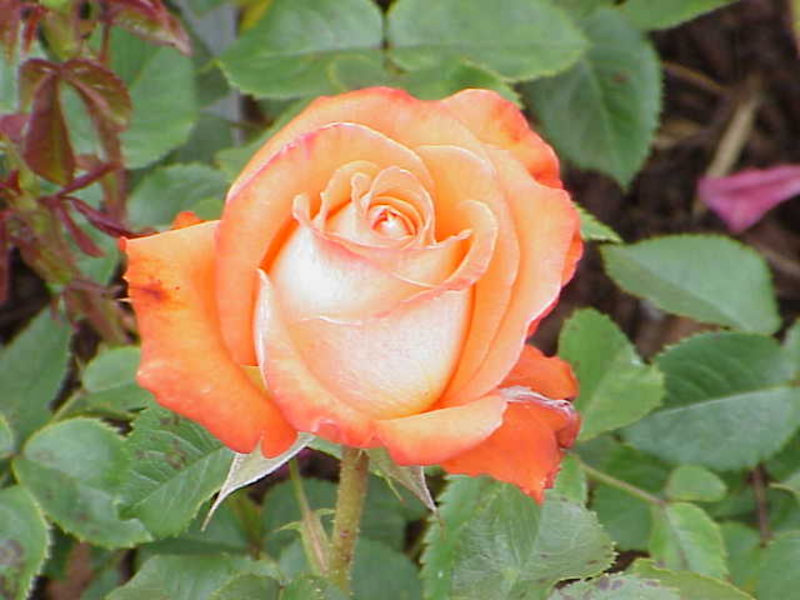 Edelrose ‘Königin der Rosen’ ®