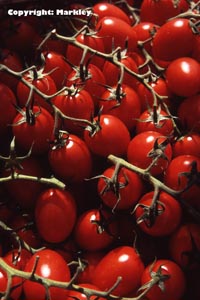 Tomaten spät auspflanzen