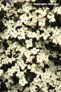 Chinesischer Blumen-Hartriegel (Cornus kousa var. chinensis)