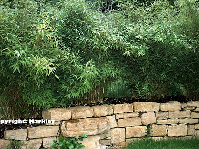 Bambus düngen