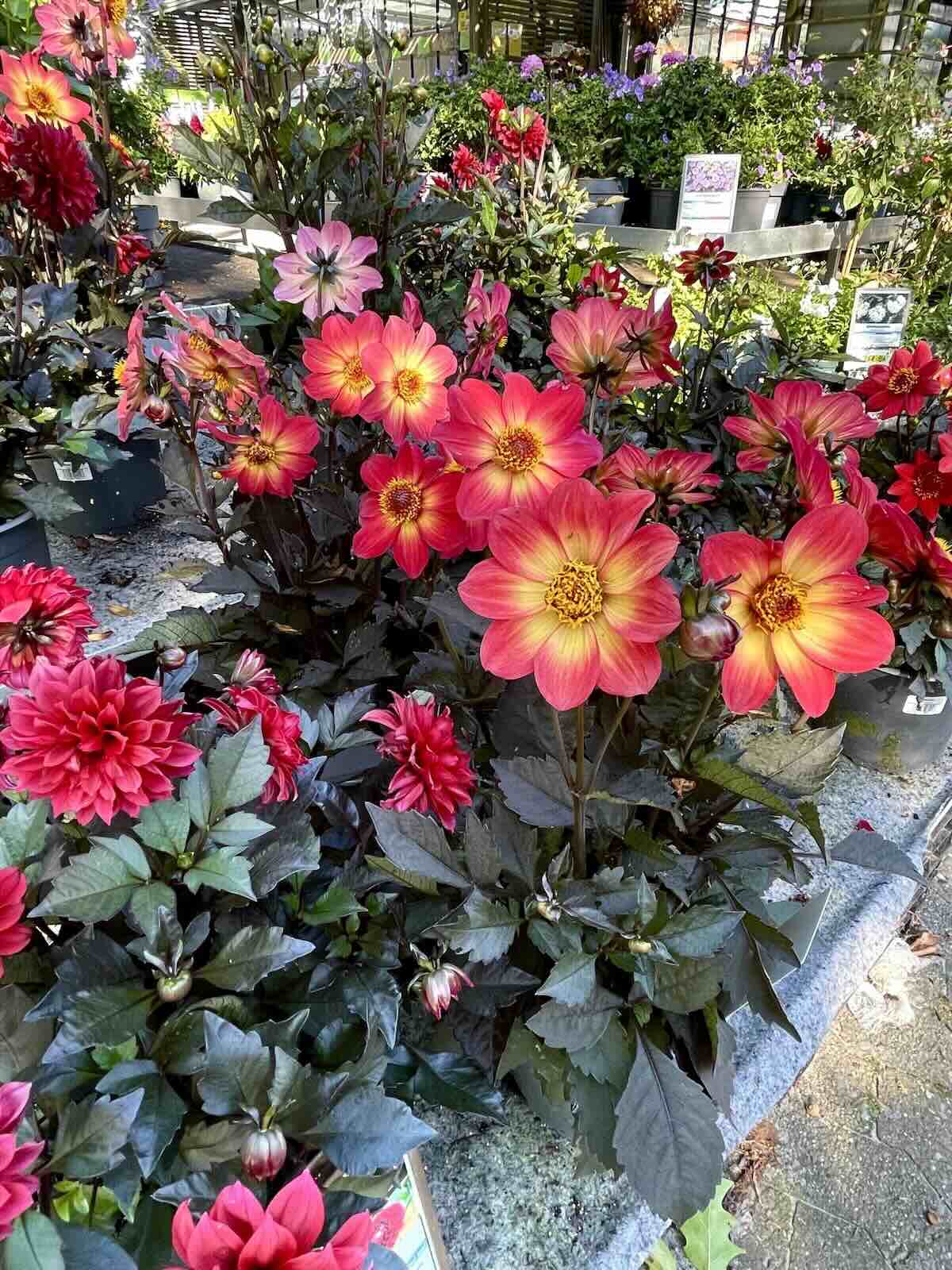 Eine Vielzahl an Blumen ist zusehen, diese sind in einem Blumentopf und befinden sich auf unterschiedlichen Höhen. Die Blumen strahlen in den Farben: rosa, rot, gelb und lila.