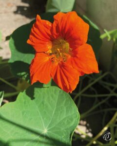 Große orangerote Blüte in der Mitte des Bildes, umgeben von grünen Blättern.