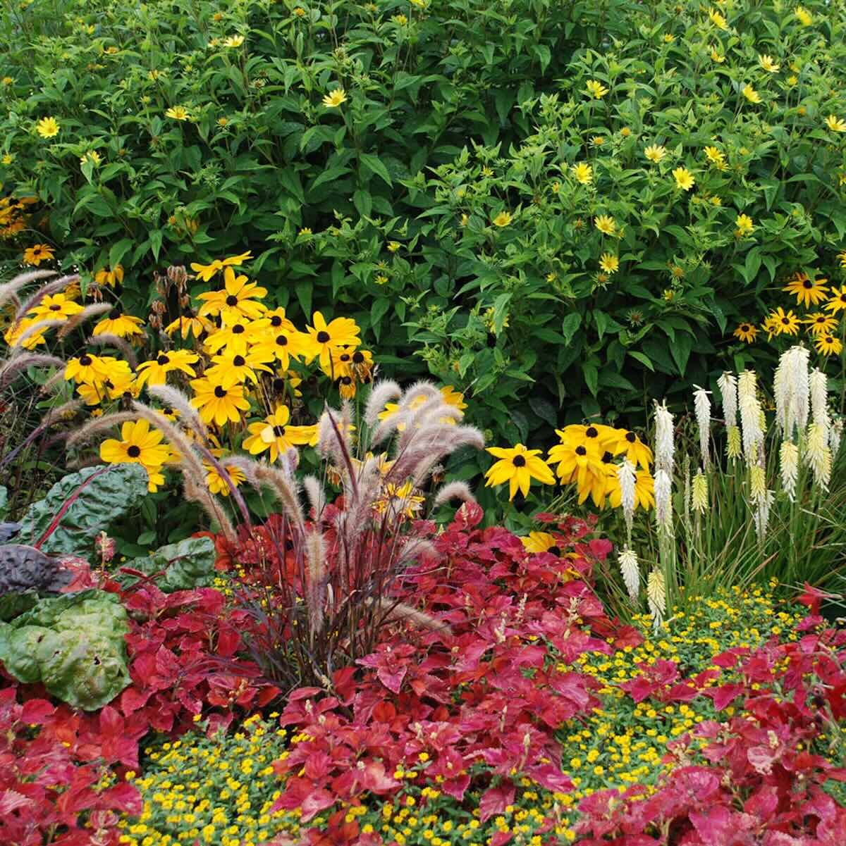 Bunte Blumenwiese mit grünen, roten und gelben Pflanzen und Blüten.