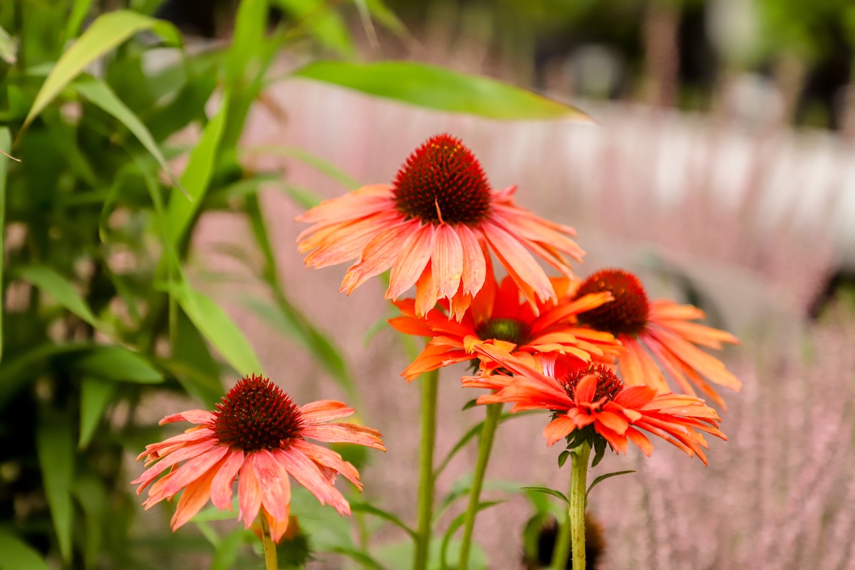 Fünf Blumen in orange/rot. Mit dünnen Blütenblättern die leicht nach unten zeigen. Hintergrund unscharf und überwiegend grün.