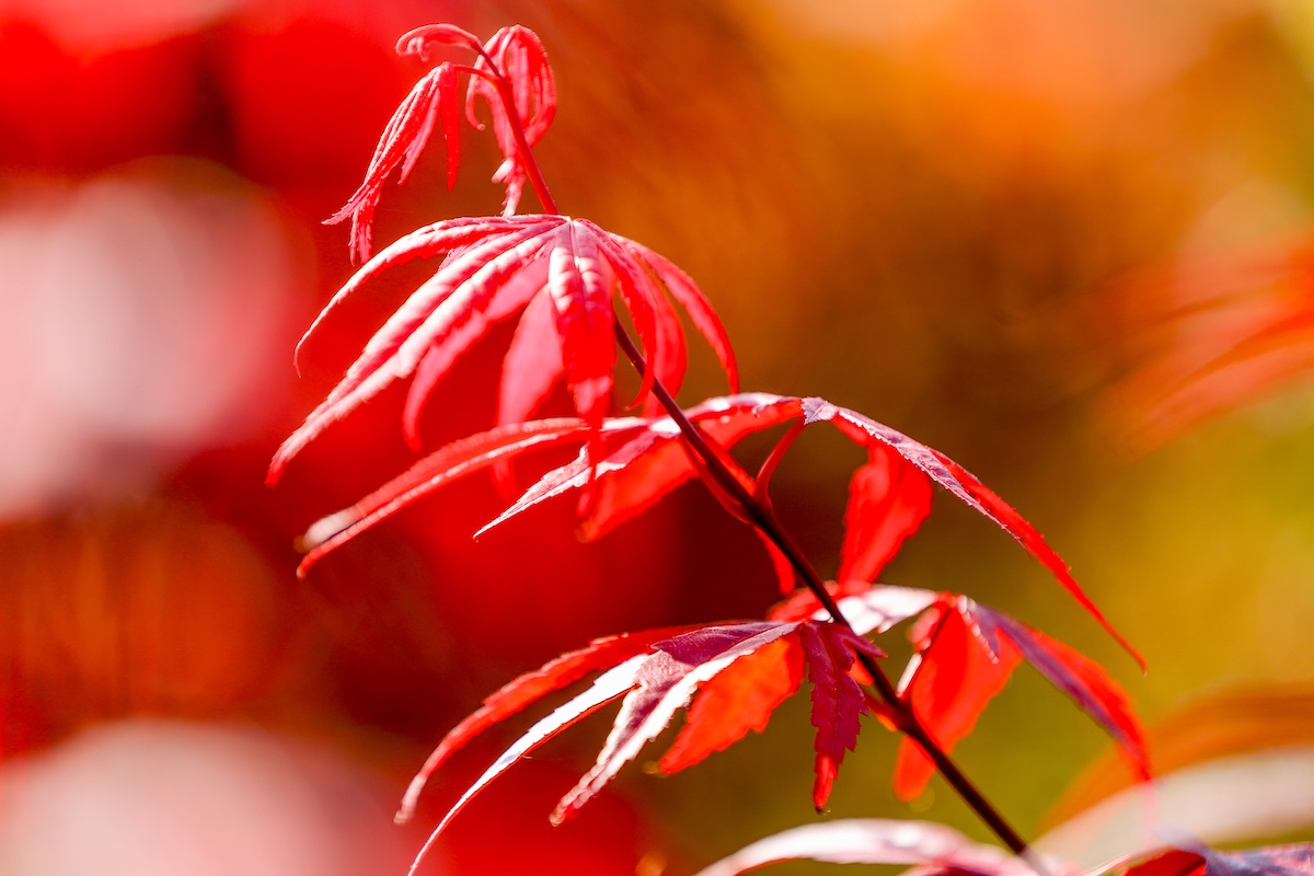 Leuchtend rote und gelbe Blätter, die noch über Zweige am Baum hängen. Der Baum ist nicht zu sehen, nur die Blätter sind im Fokus.