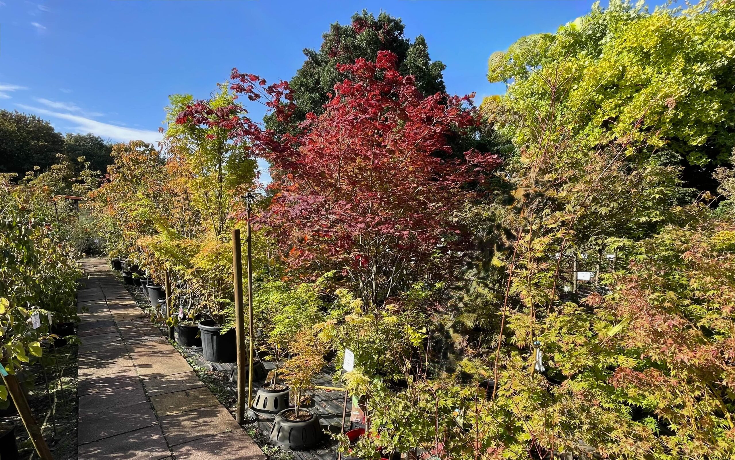 Eine langer Gang umgeben von zahlreichen Bäumen, in den Herbstfarben grün, gelb, orange und rot. Mit blauem Himmel.